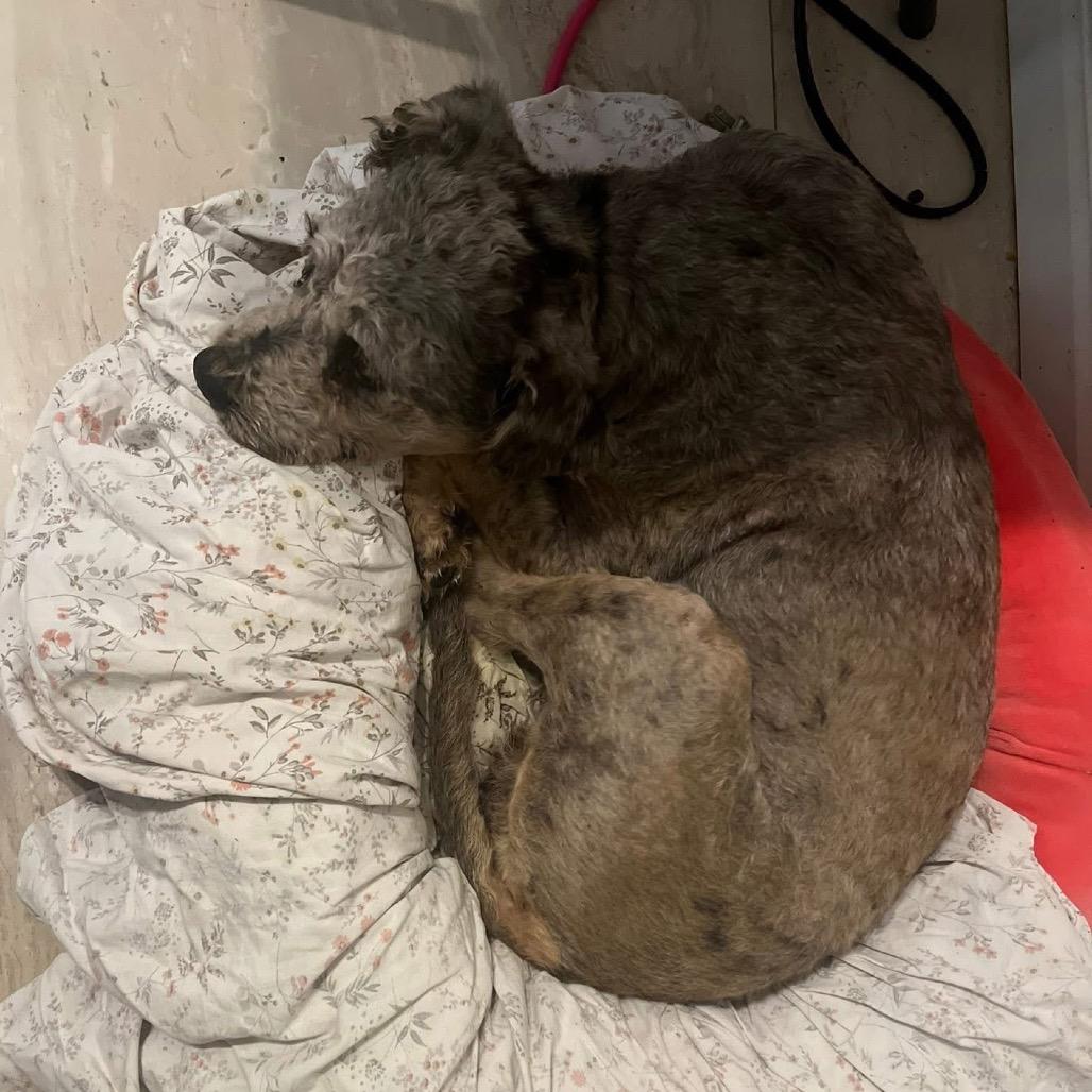 Enlarge Wally B616, a Adoptable mixed breed in Allen, TX image 3/6