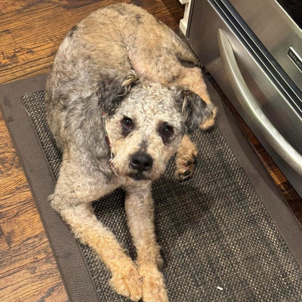 Enlarge Wally B616, a Adoptable mixed breed in Allen, TX image 5/6