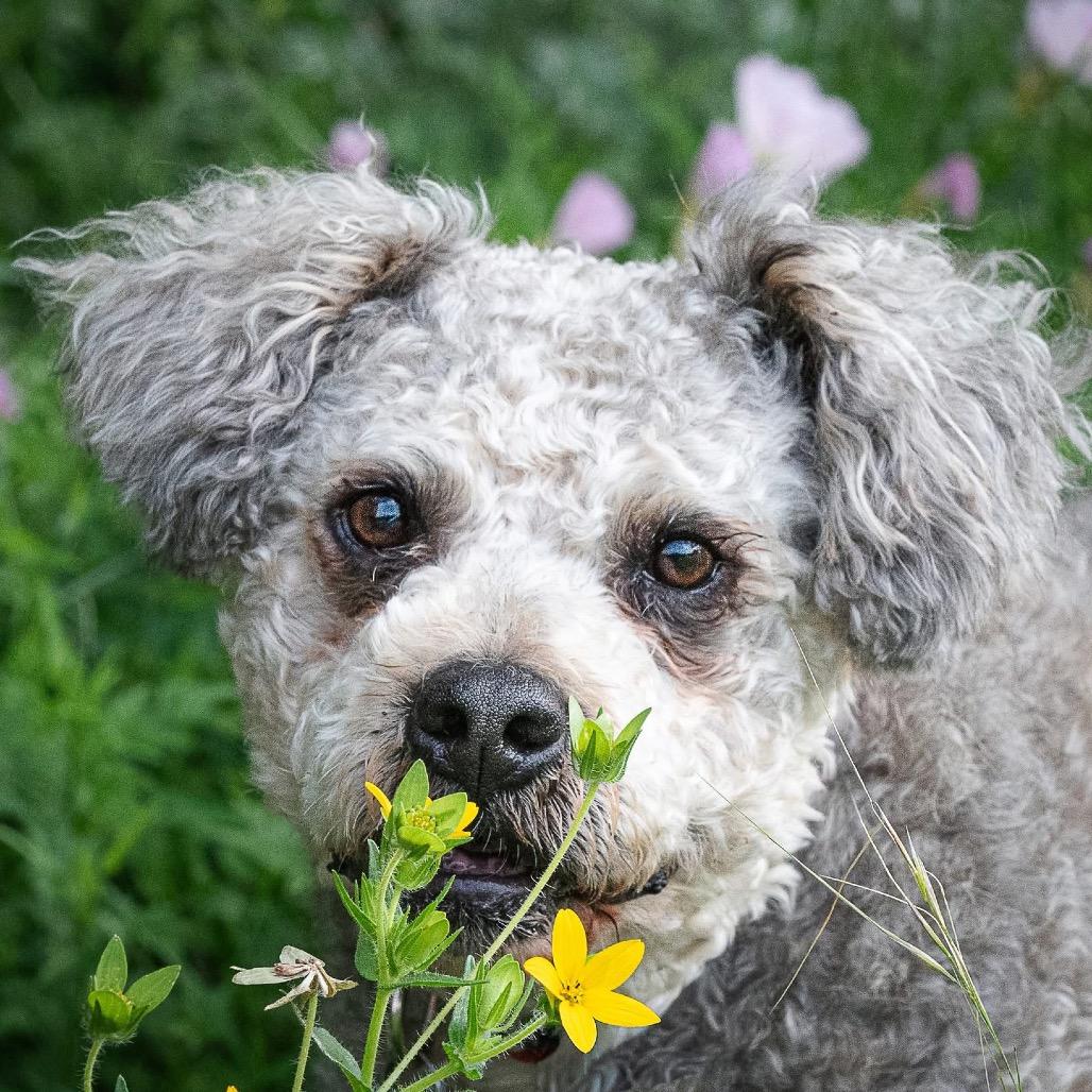 Enlarge Wally B616, a Adoptable mixed breed in Allen, TX image 5/6