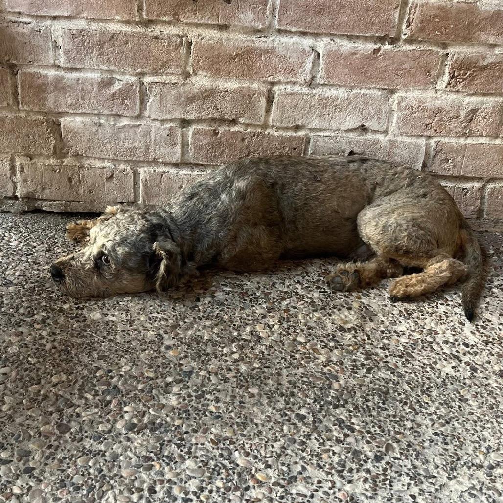 Enlarge Wally B616, a Adoptable mixed breed in Allen, TX image 6/6