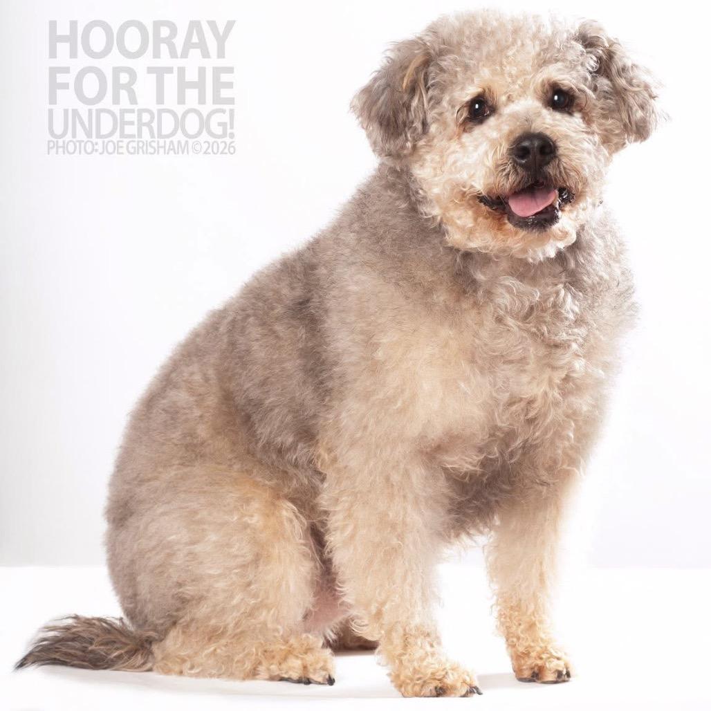 Enlarge Wally B616, a Adoptable mixed breed in Allen, TX image 6/6