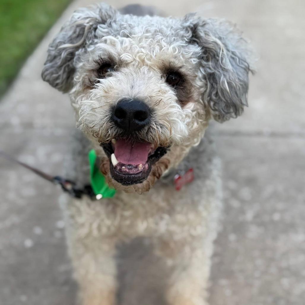 Wally B616, a Adoptable mixed breed in Allen, TX image 6/6
