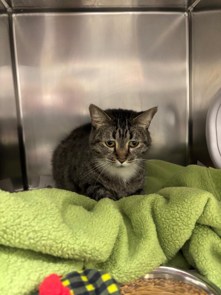 Louise, Adoptable, Adult Female Domestic Medium Hair.