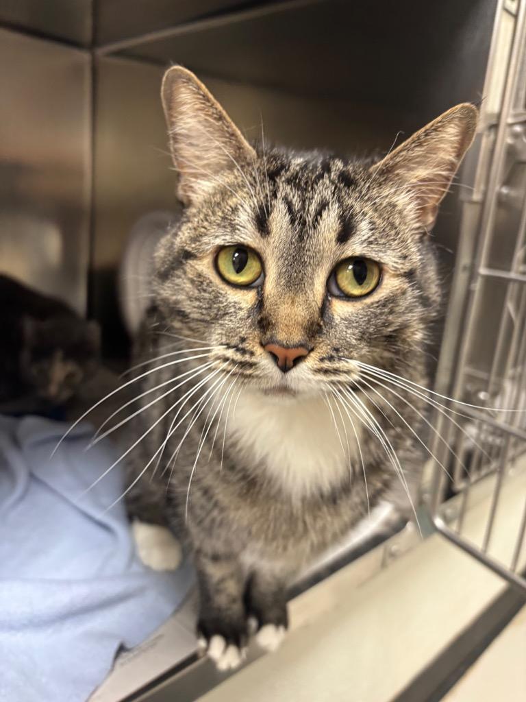 Enlarge Louise, a Adoptable mixed breed in Findlay, OH image 2/2