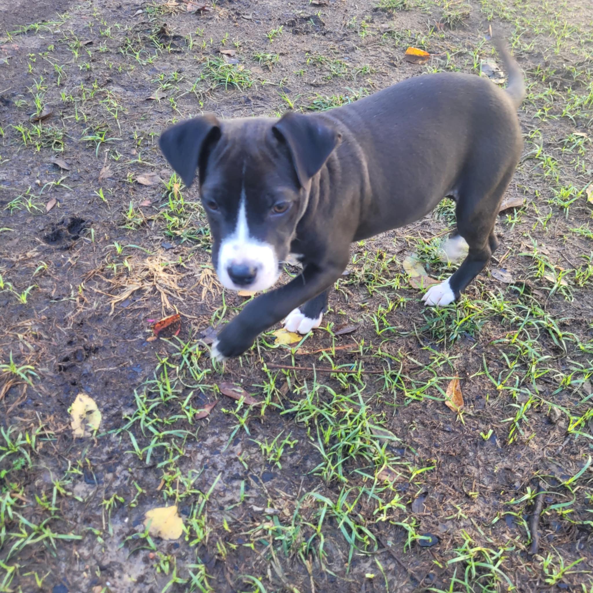 Sammy, Baby Male unknown