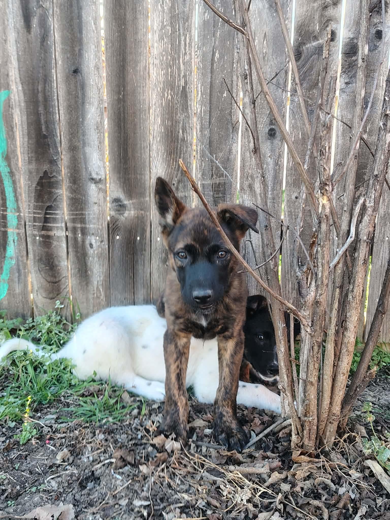 Enlarge Ace CS , a ADOPTABLE mixed breed in Columbia, MD image 3/4