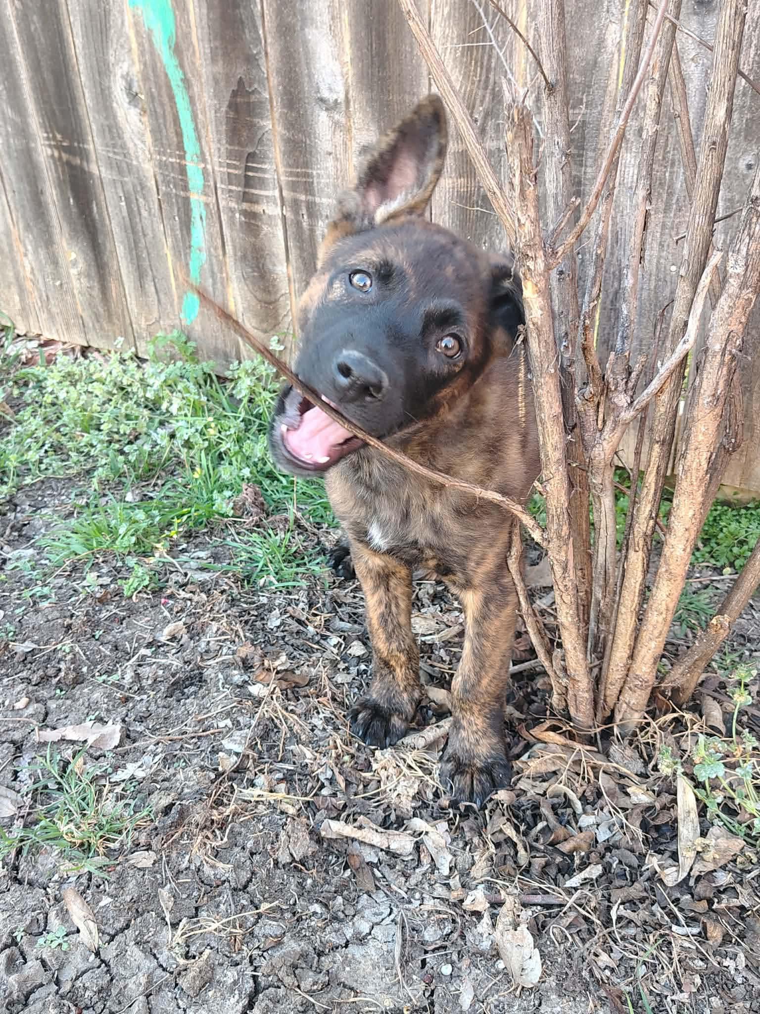 Enlarge Ace CS , a ADOPTABLE mixed breed in Columbia, MD image 4/4