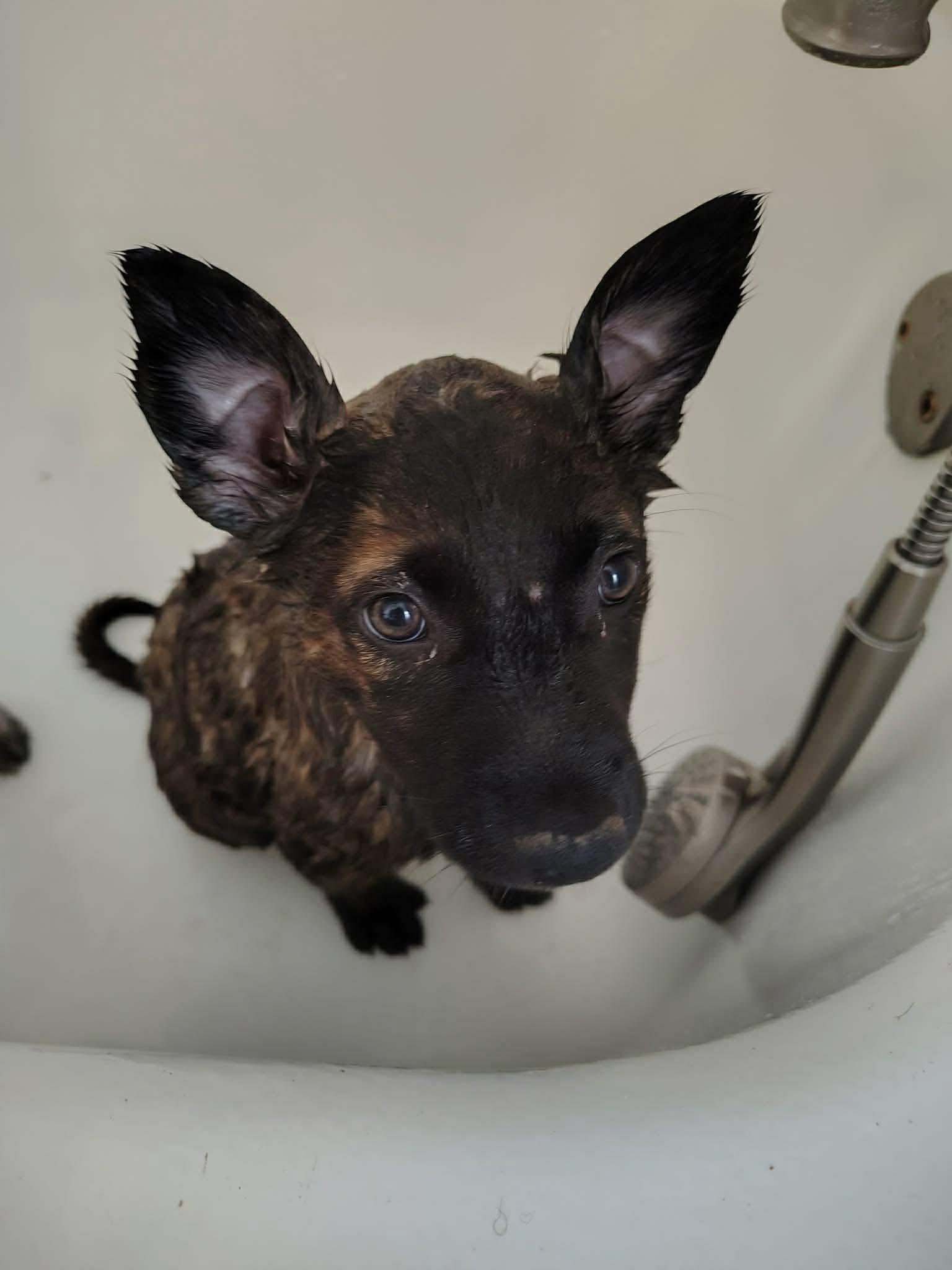 Enlarge Ace CS , a ADOPTABLE mixed breed in Columbia, MD image 2/4