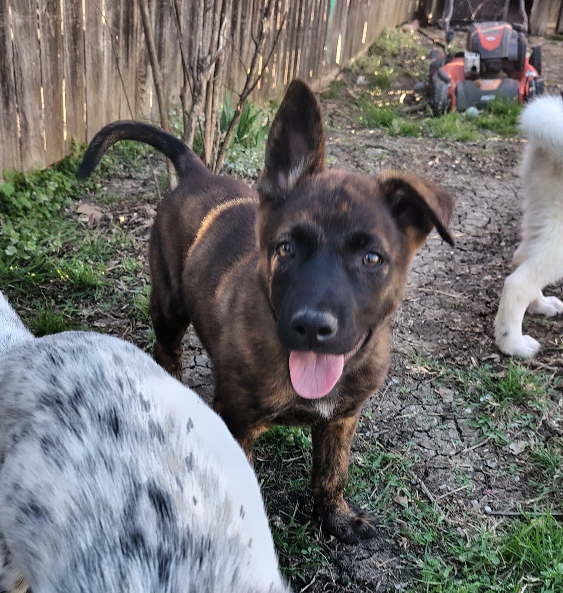 Enlarge Ace CS , a ADOPTABLE mixed breed in Columbia, MD image 1/4