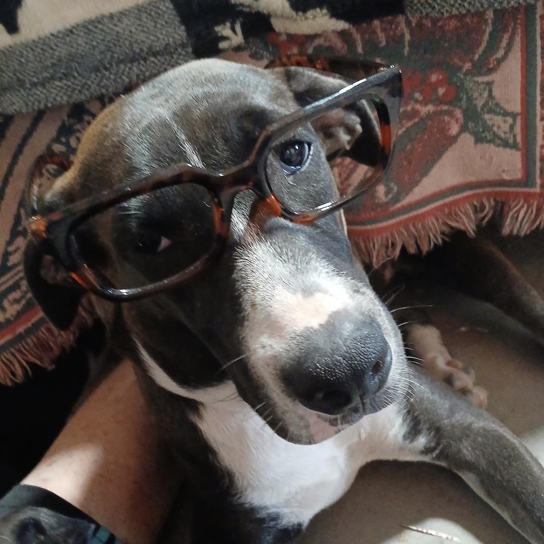 Enlarge Luna Luz, a Adoptable mixed breed in Kennewick, WA image 2/6