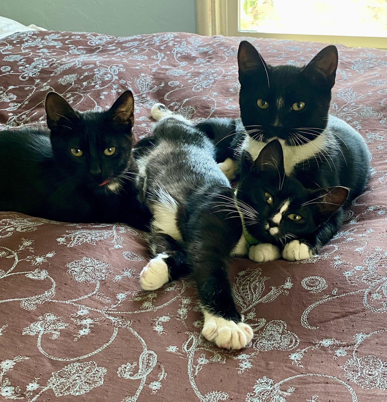 Enlarge Zz, a Adoptable Domestic Short Hair in Berkeley, CA image 1/2