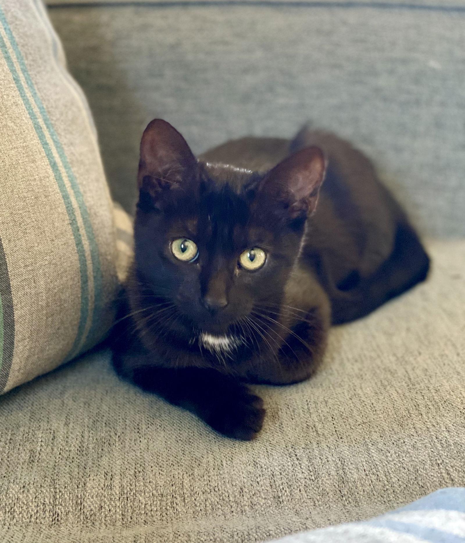 Enlarge Zz, a Adoptable Domestic Short Hair in Berkeley, CA image 2/2