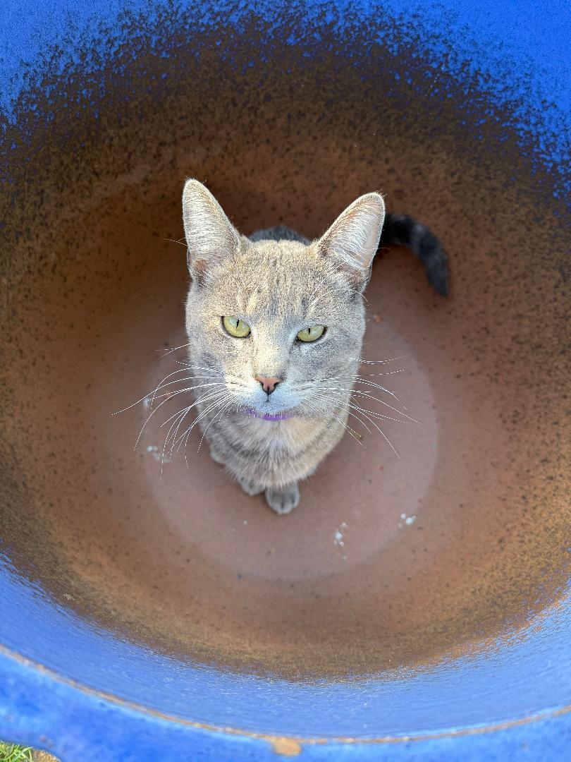 Enlarge Vinny R - COURTESY LISTING -HANDSOME, SWEET, PLAYFUL GRAY TABBY!, a Adoptable Domestic Short Hair in Stowe, PA image 3/4