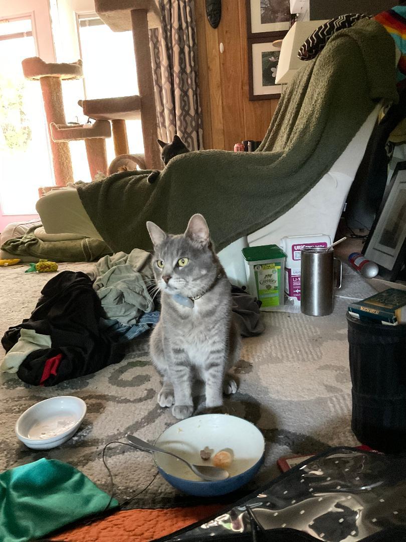 Enlarge Vinny R - COURTESY LISTING -HANDSOME, SWEET, PLAYFUL GRAY TABBY!, a Adoptable Domestic Short Hair in Stowe, PA image 1/4