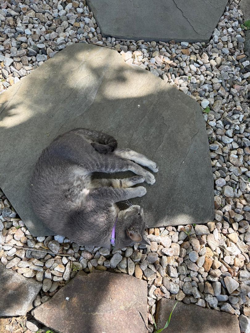 Enlarge Vinny R - COURTESY LISTING -HANDSOME, SWEET, PLAYFUL GRAY TABBY!, a Adoptable Domestic Short Hair in Stowe, PA image 4/4