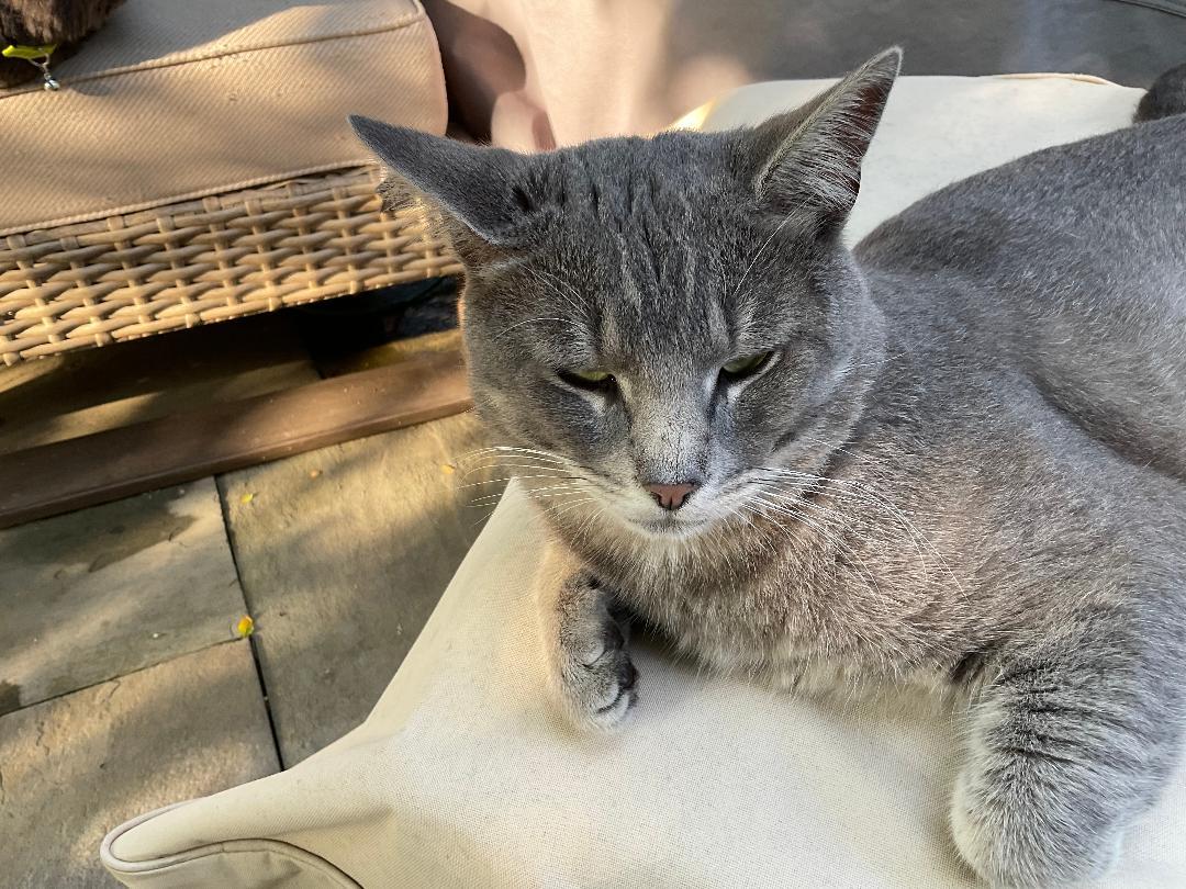 Enlarge Vinny R - COURTESY LISTING -HANDSOME, SWEET, PLAYFUL GRAY TABBY!, a Adoptable Domestic Short Hair in Stowe, PA image 2/4