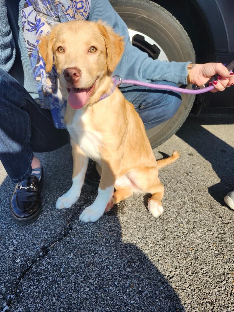 Enlarge XANDER, a Adoptable mixed breed in Athens, AL image 1/1