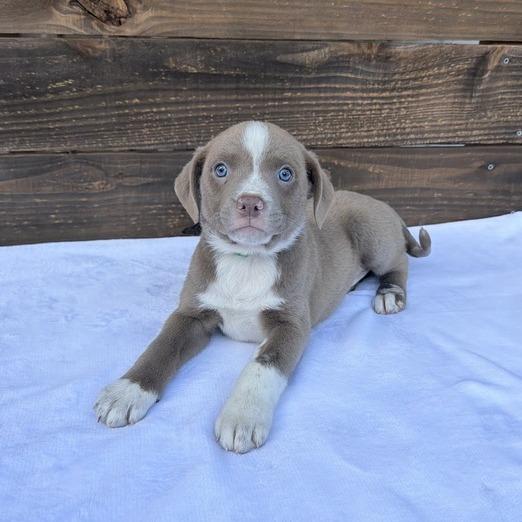 Enlarge Voile, a Adoptable mixed breed in Carencro, LA image 1/5