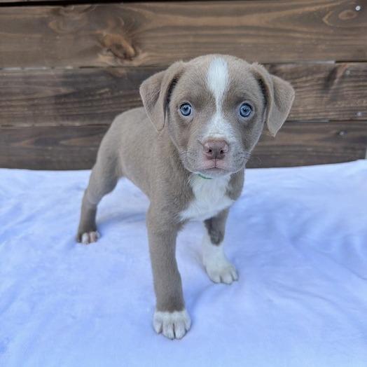 Enlarge Voile, a Adoptable mixed breed in Carencro, LA image 2/5
