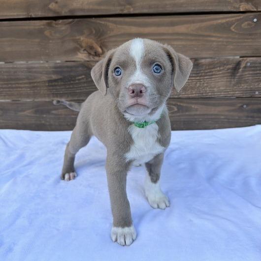 Enlarge Voile, a Adoptable mixed breed in Carencro, LA image 3/5