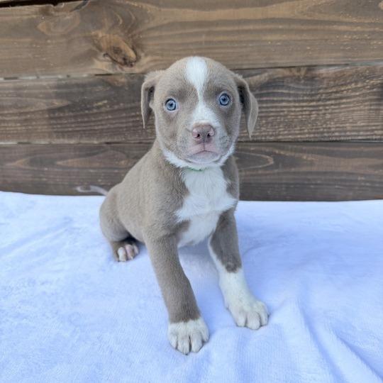 Enlarge Voile, a Adoptable mixed breed in Carencro, LA image 4/5