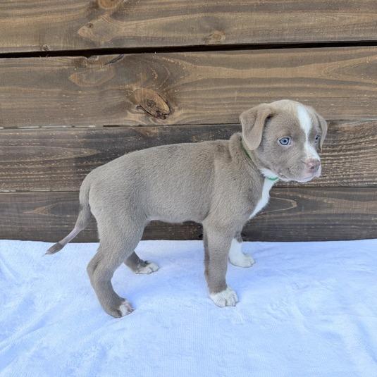 Enlarge Voile, a Adoptable mixed breed in Carencro, LA image 5/5