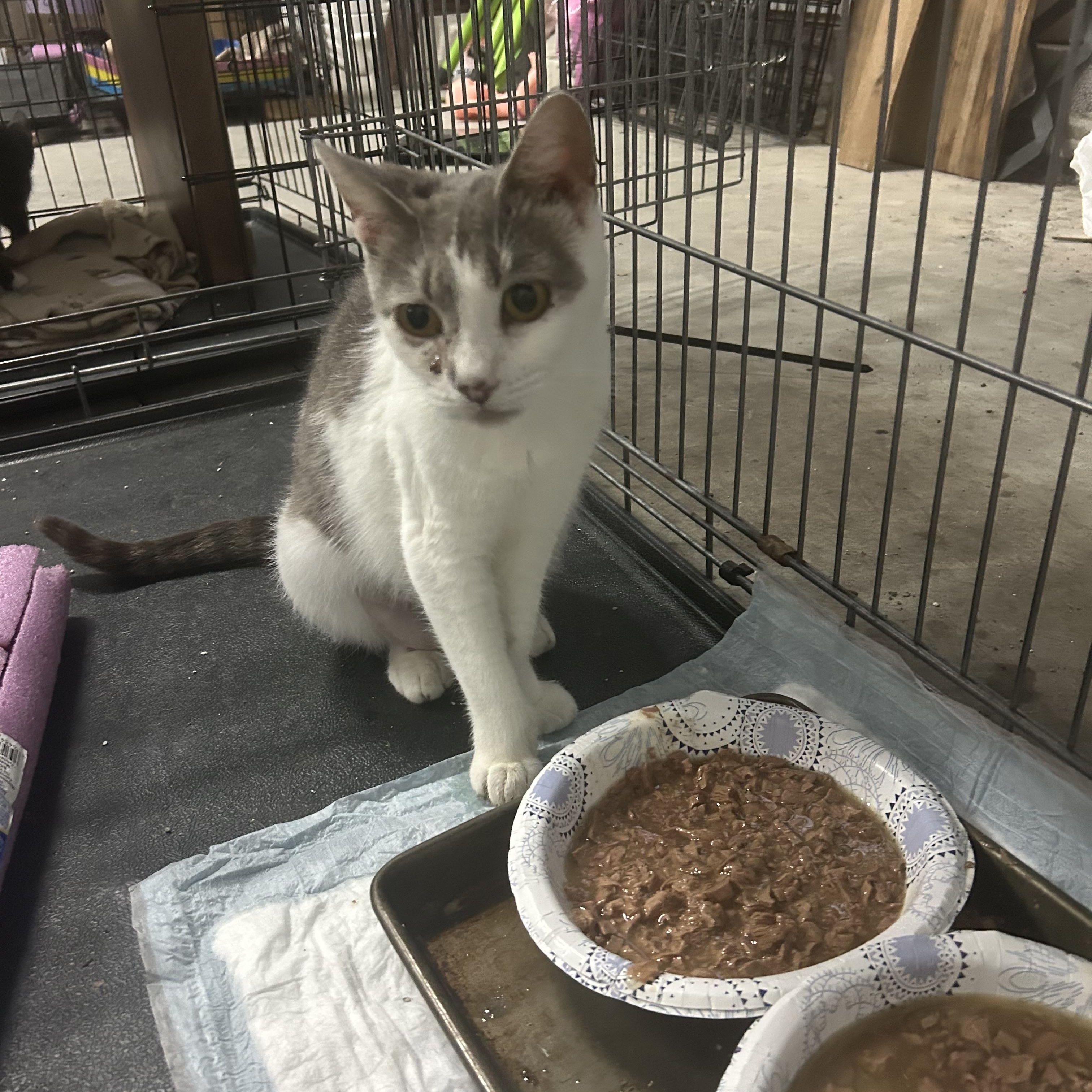 Enlarge Sweetie, a Adoptable Domestic Short Hair in Wanaque, NJ image 1/6