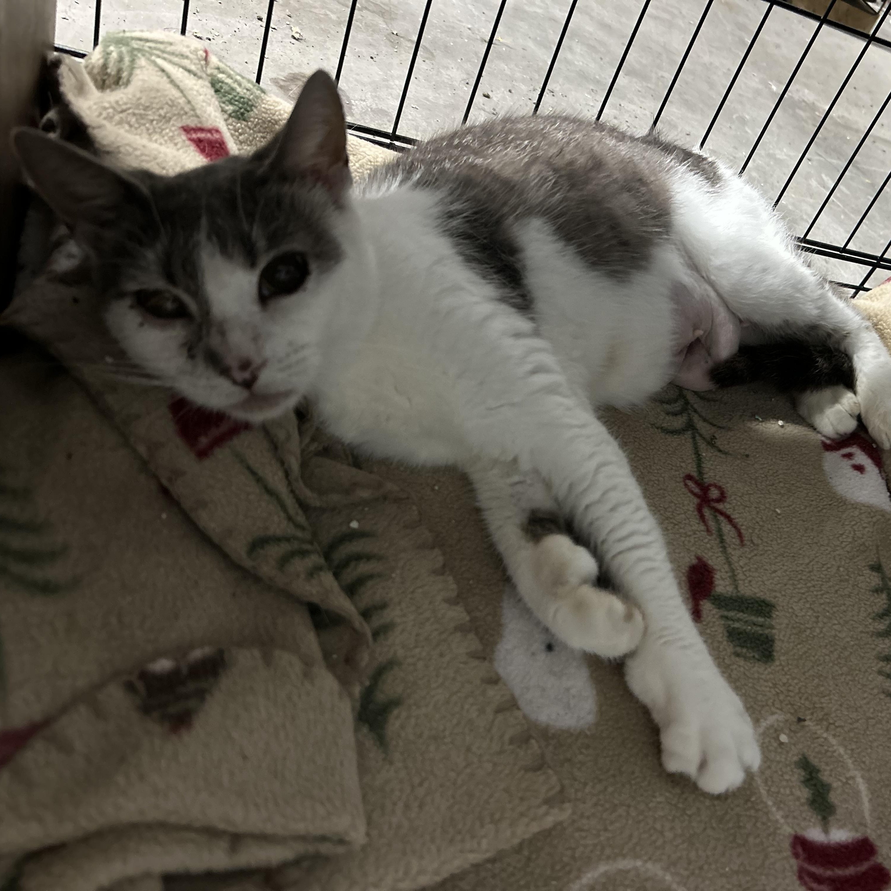 Enlarge Sweetie, a Adoptable Domestic Short Hair in Wanaque, NJ image 2/6