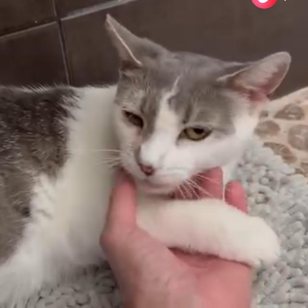 Enlarge Sweetie, a Adoptable Domestic Short Hair in Wanaque, NJ image 3/6