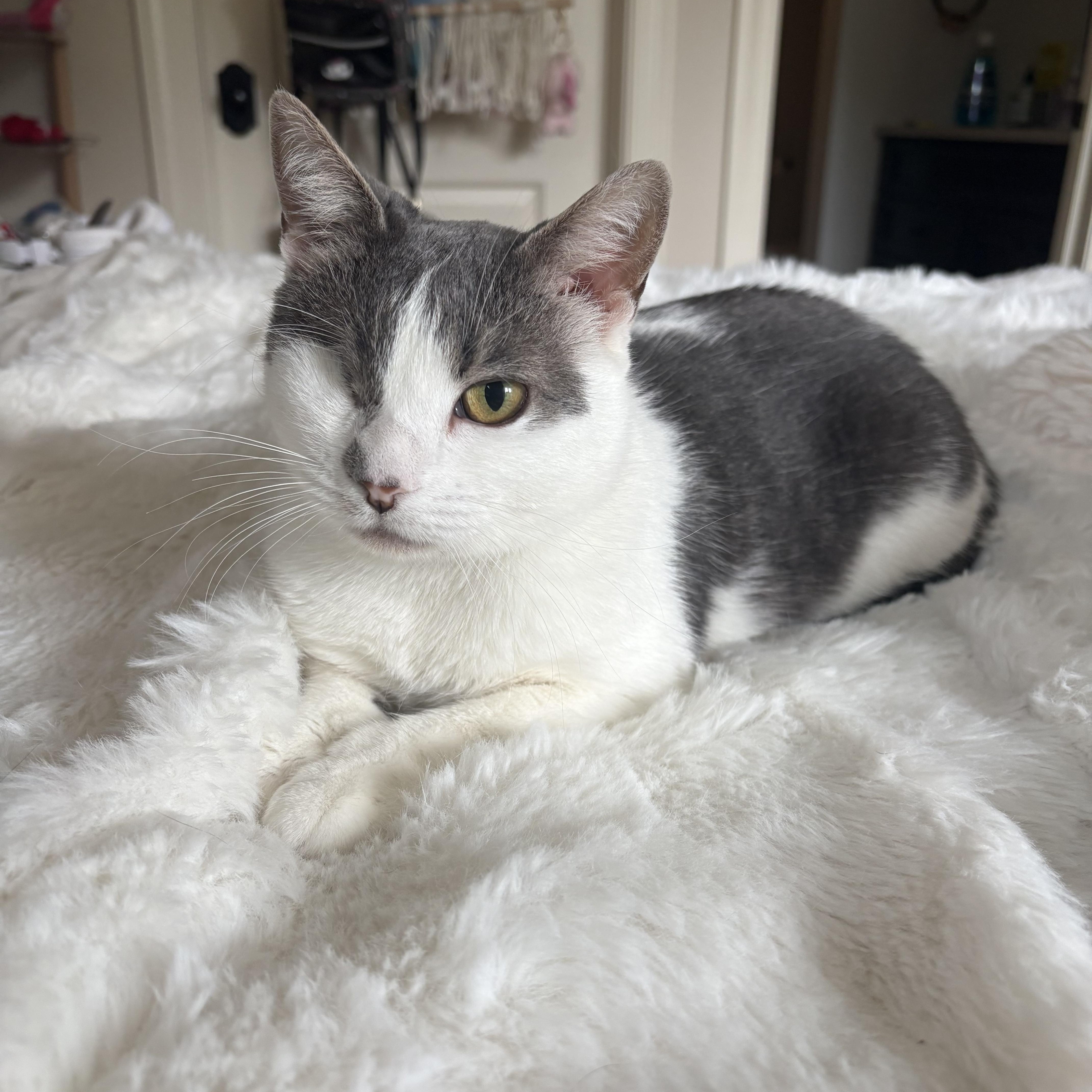 Pets for adoption from North Jersey Kitty Committee | Petfinder