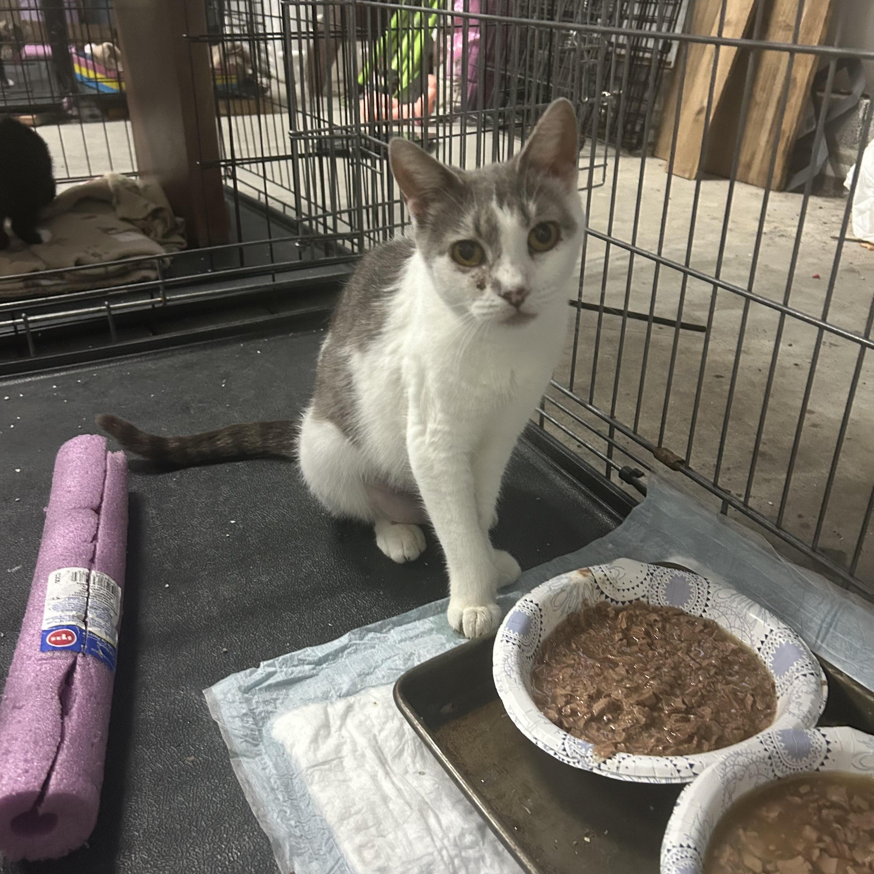 Enlarge Sweetie, a Adoptable Domestic Short Hair in Wanaque, NJ image 6/6