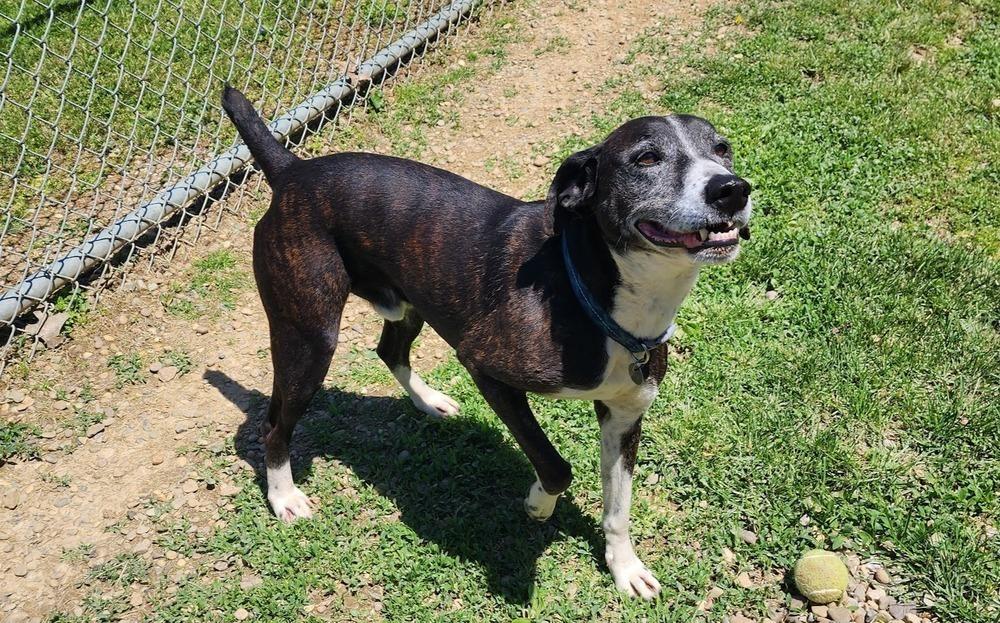 Enlarge TAHOE 186-26, a ADOPTABLE mixed breed in Cambridge, OH image 1/1