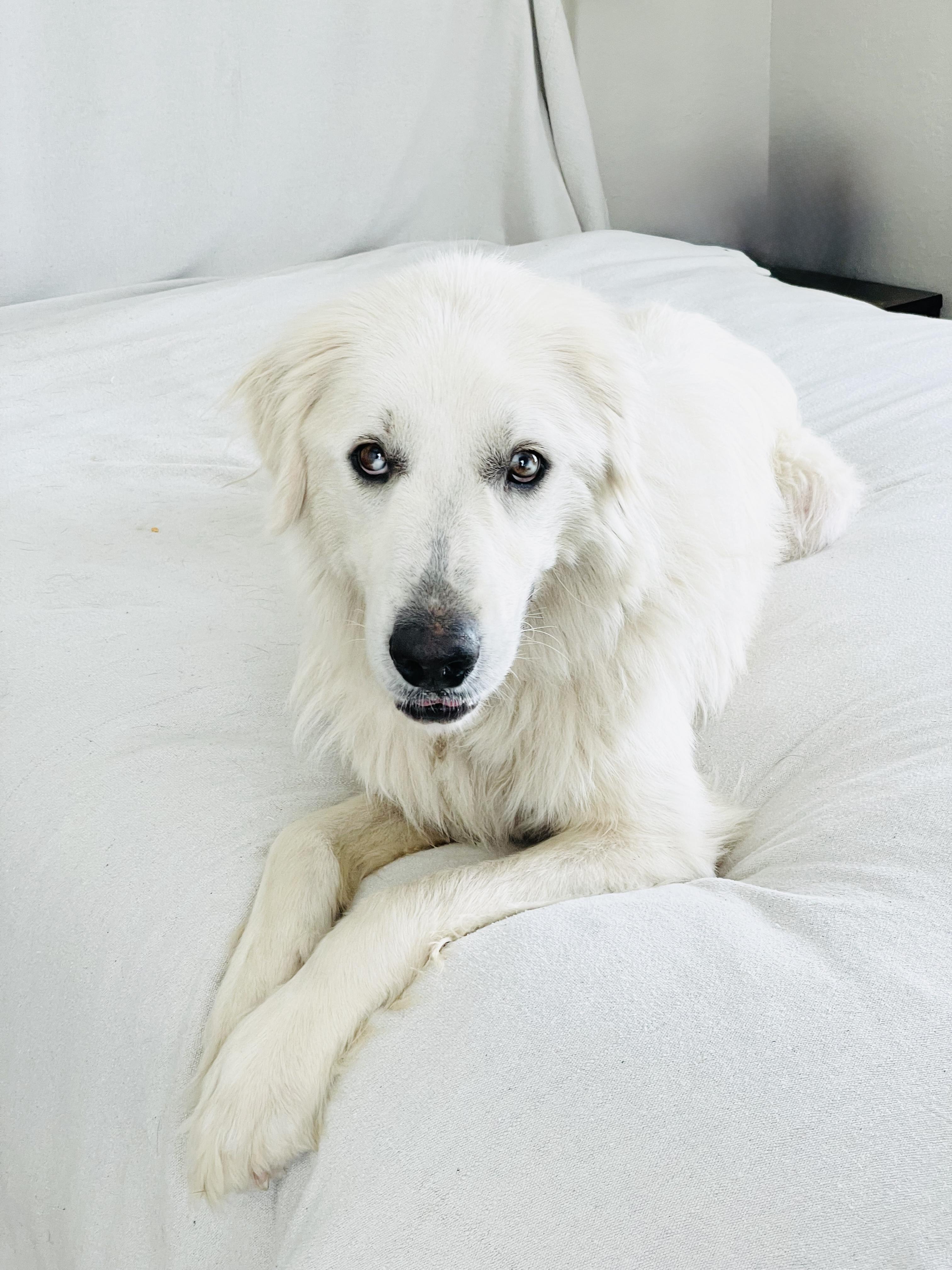 Amazing Yvonna, a ADOPTABLE Great Pyrenees in West Hartford , CT image 4/5