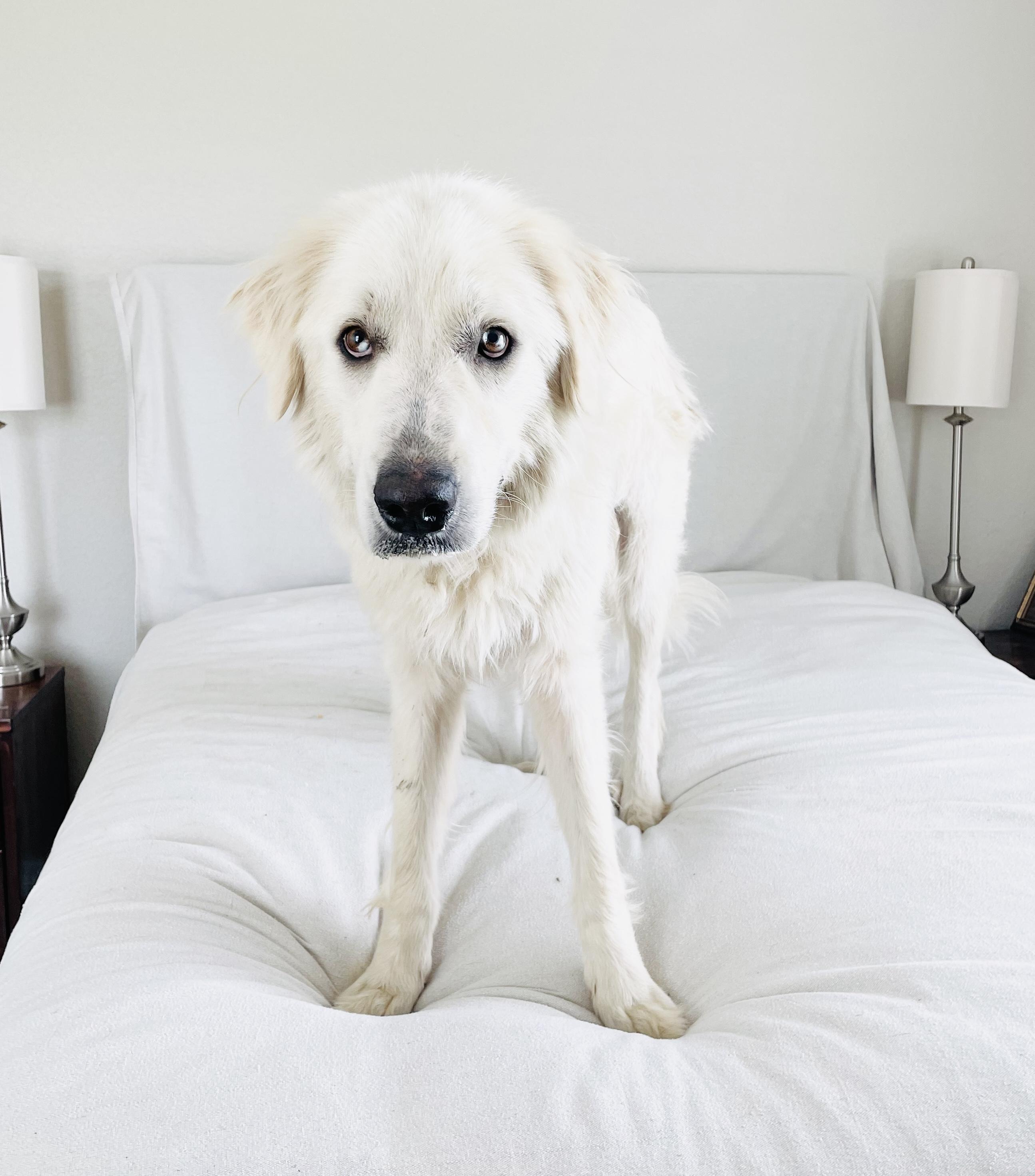 Amazing Yvonna, a ADOPTABLE Great Pyrenees in West Hartford , CT image 5/5