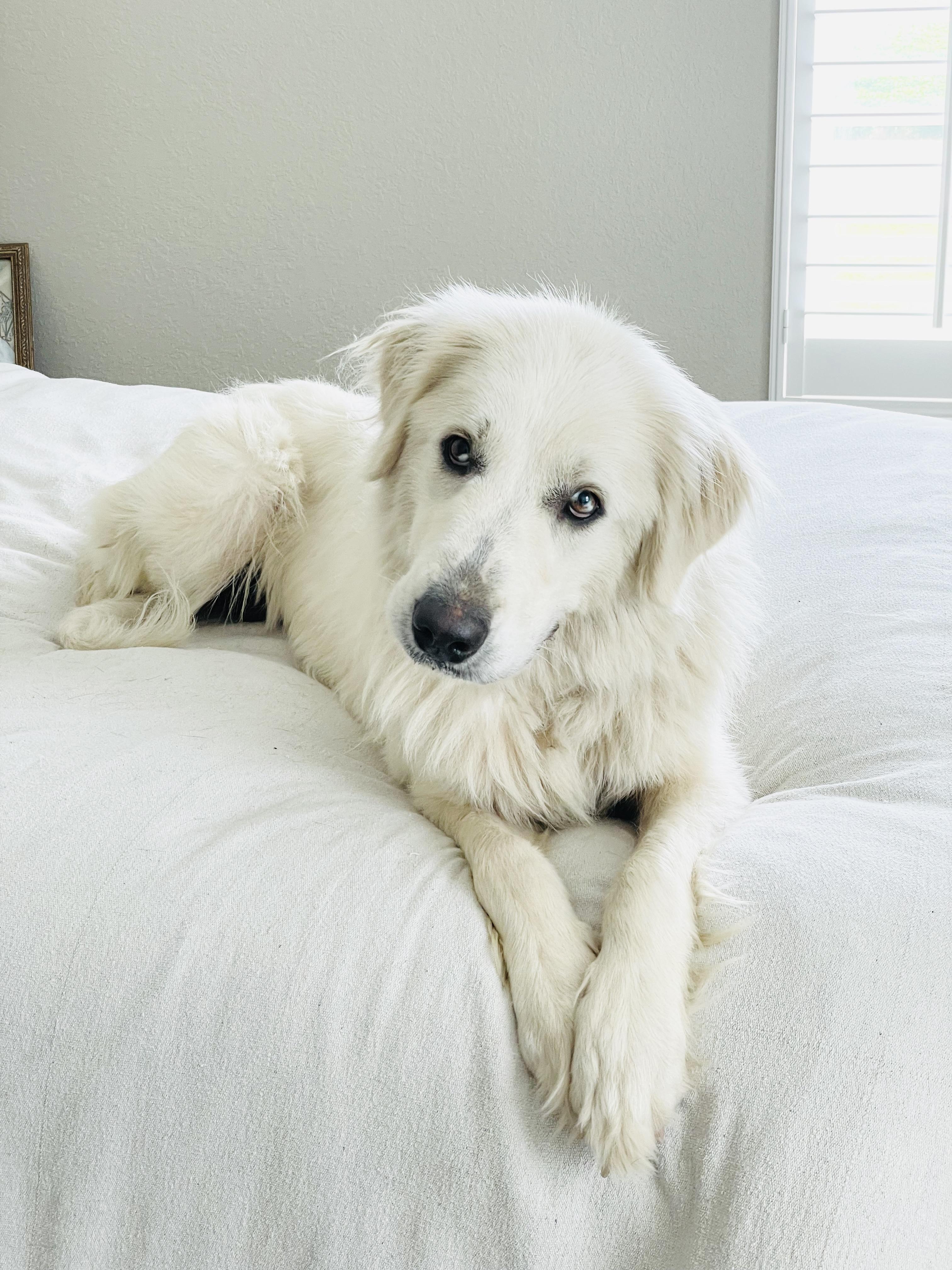 Amazing Yvonna, a ADOPTABLE Great Pyrenees in West Hartford , CT image 3/5