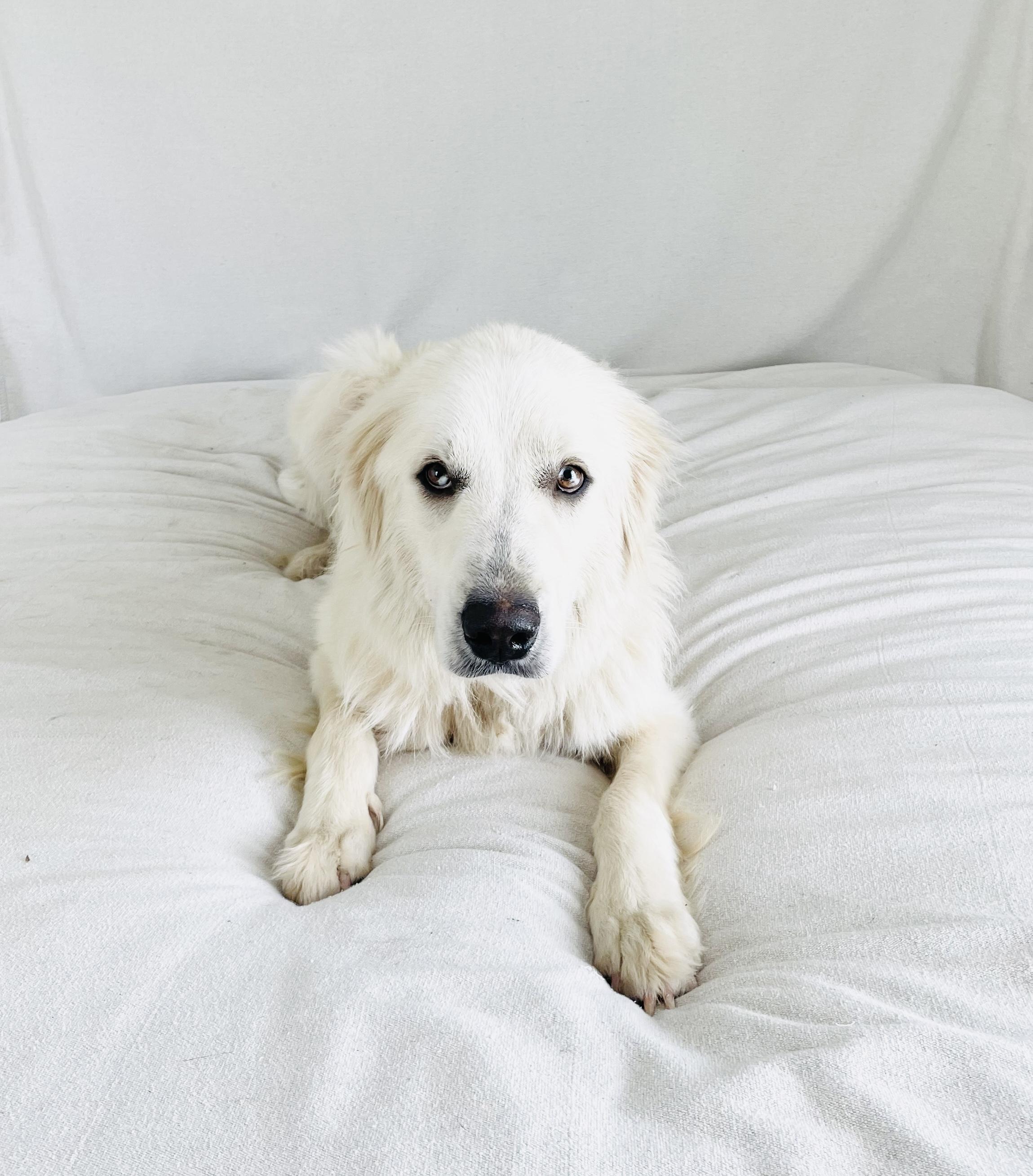 Amazing Yvonna, a ADOPTABLE Great Pyrenees in West Hartford , CT image 2/5