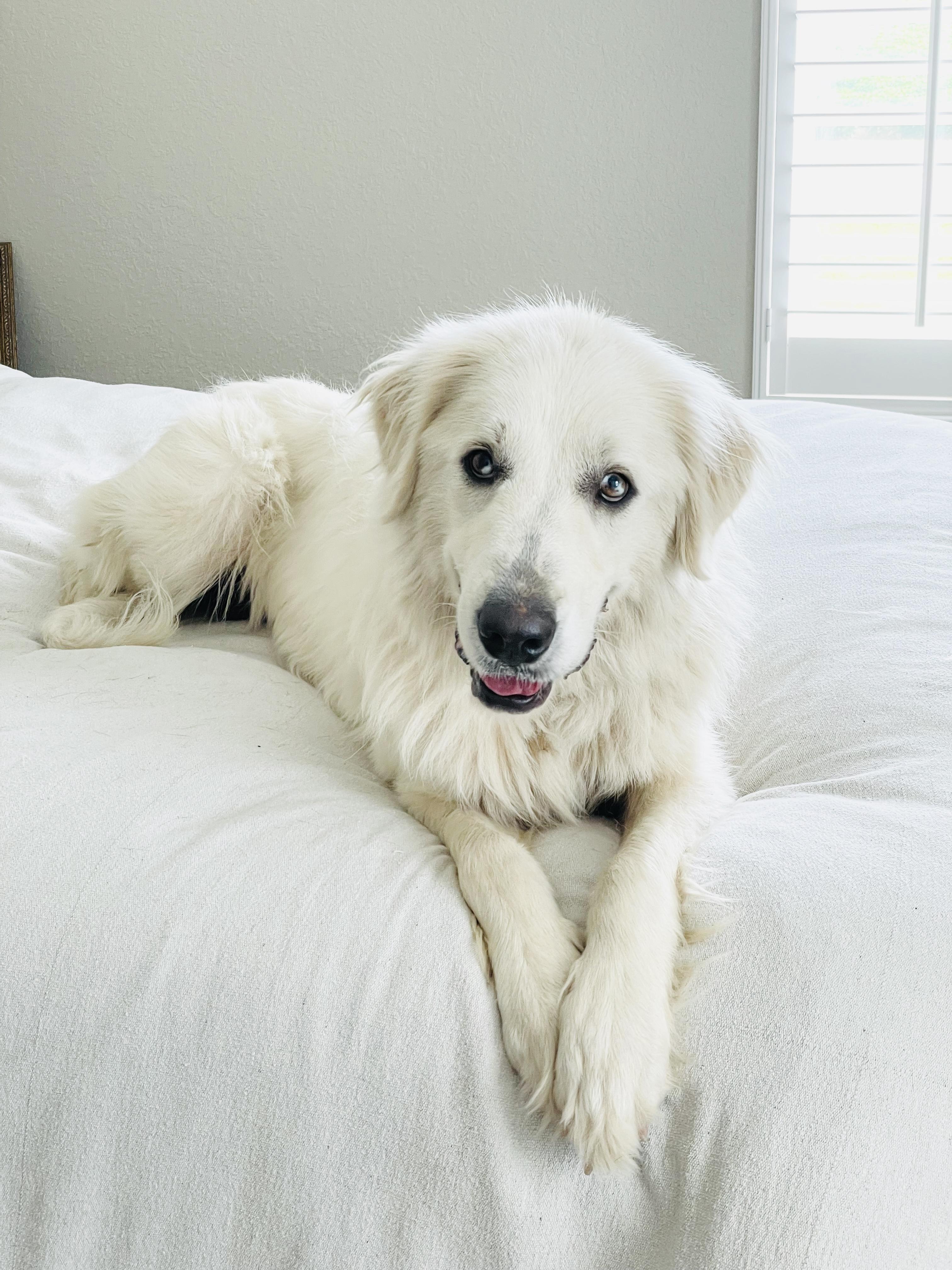Amazing Yvonna, ADOPTABLE, Young Female Great Pyrenees.