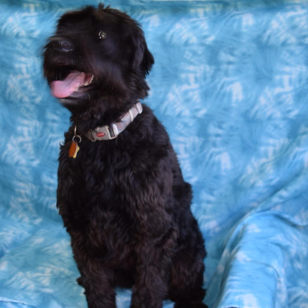 Zoe, Adoptable, Adult Female Standard Poodle & Mixed Breed.