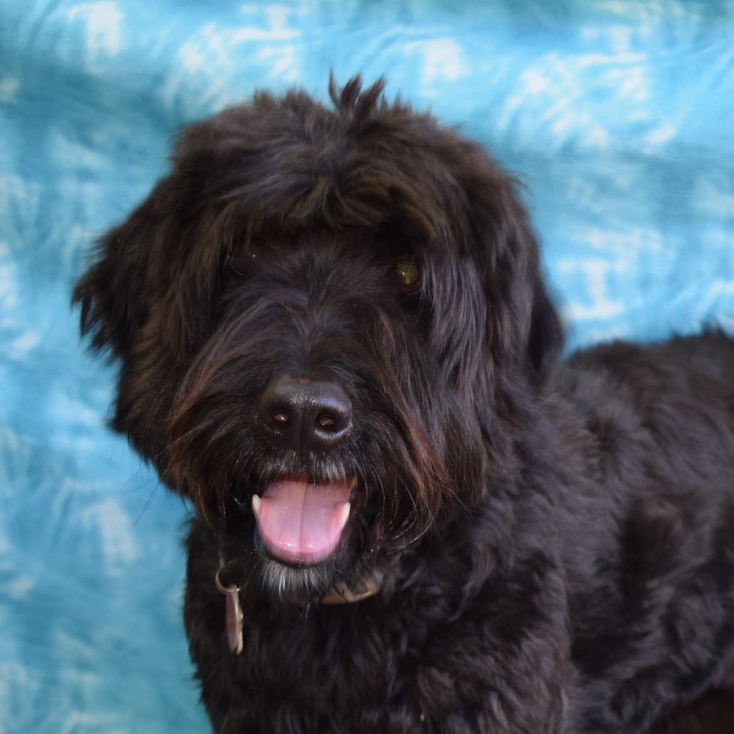 Enlarge Zoe, a Adoptable mixed breed in Eureka, CA image 2/3