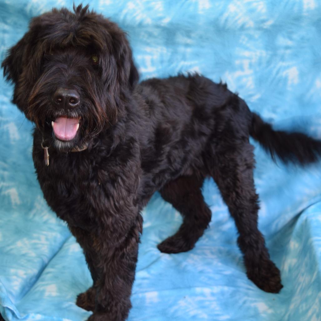 Enlarge Zoe, a Adoptable mixed breed in Eureka, CA image 3/3