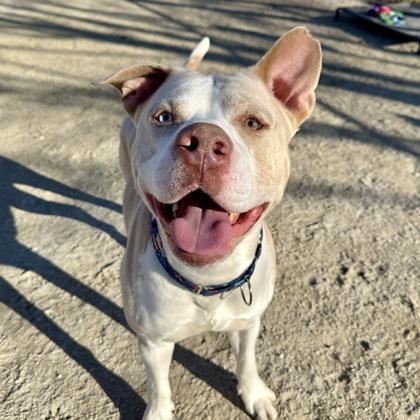 Rocky, Adoptable, Adult Male Pit Bull Terrier & Mixed Breed.