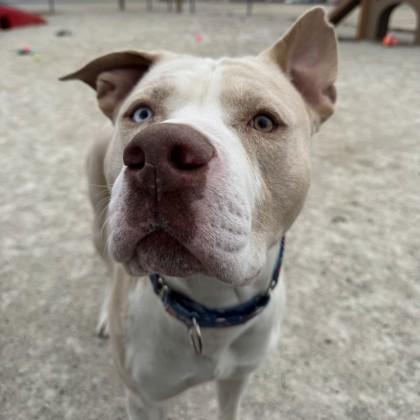 Enlarge Rocky, a Adoptable mixed breed in Wheaton, IL image 2/3