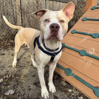 Enlarge Rocky, a Adoptable mixed breed in Wheaton, IL image 3/3