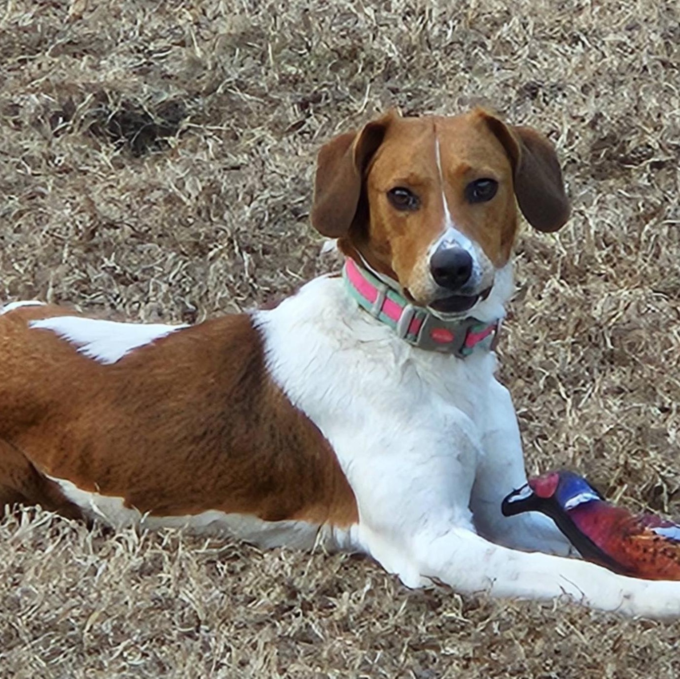 Enlarge Candice, a Adoptable mixed breed in Hopkinton, MA image 4/6