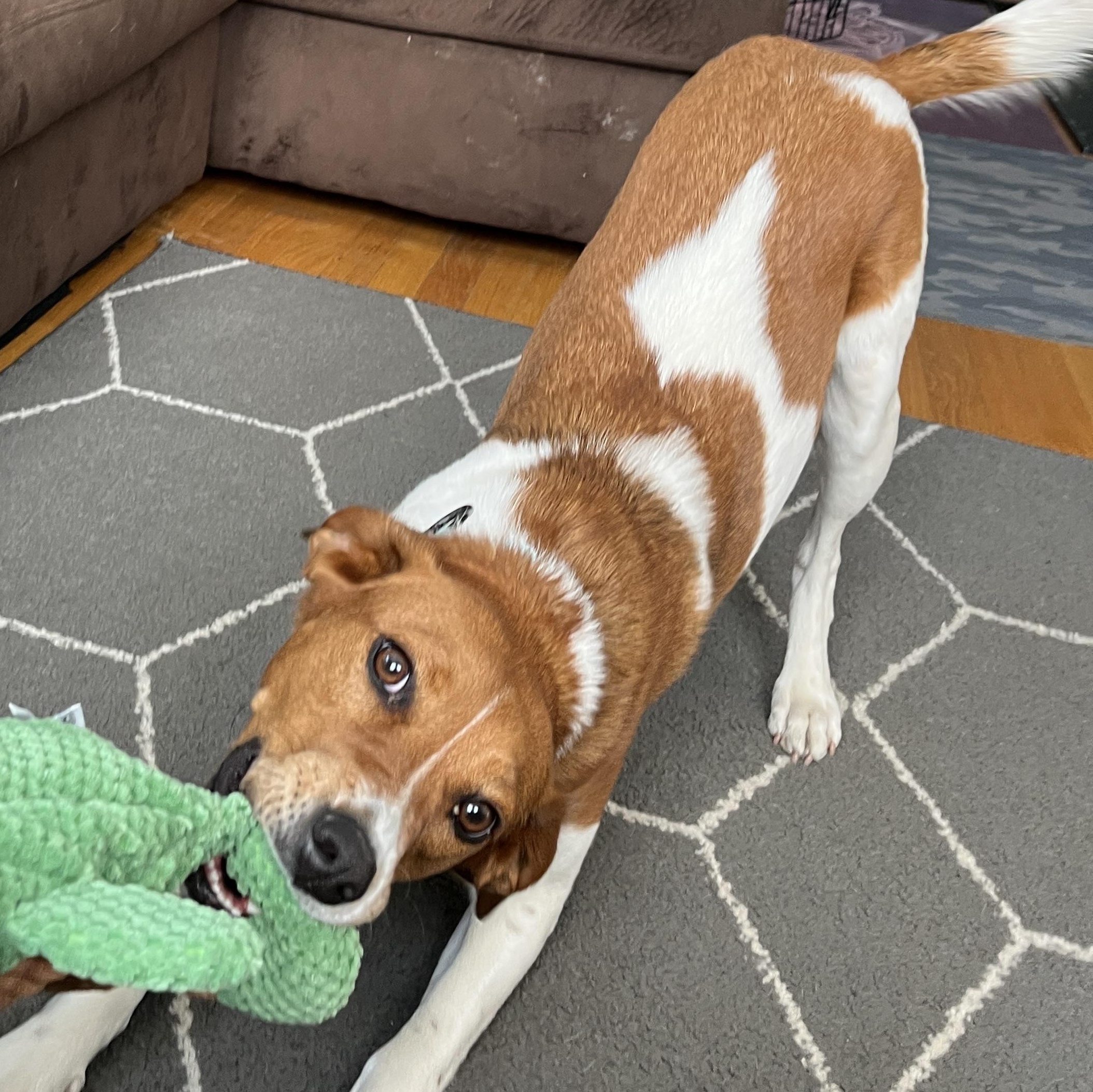 Candice, a Adoptable mixed breed in Hopkinton, MA image 3/6