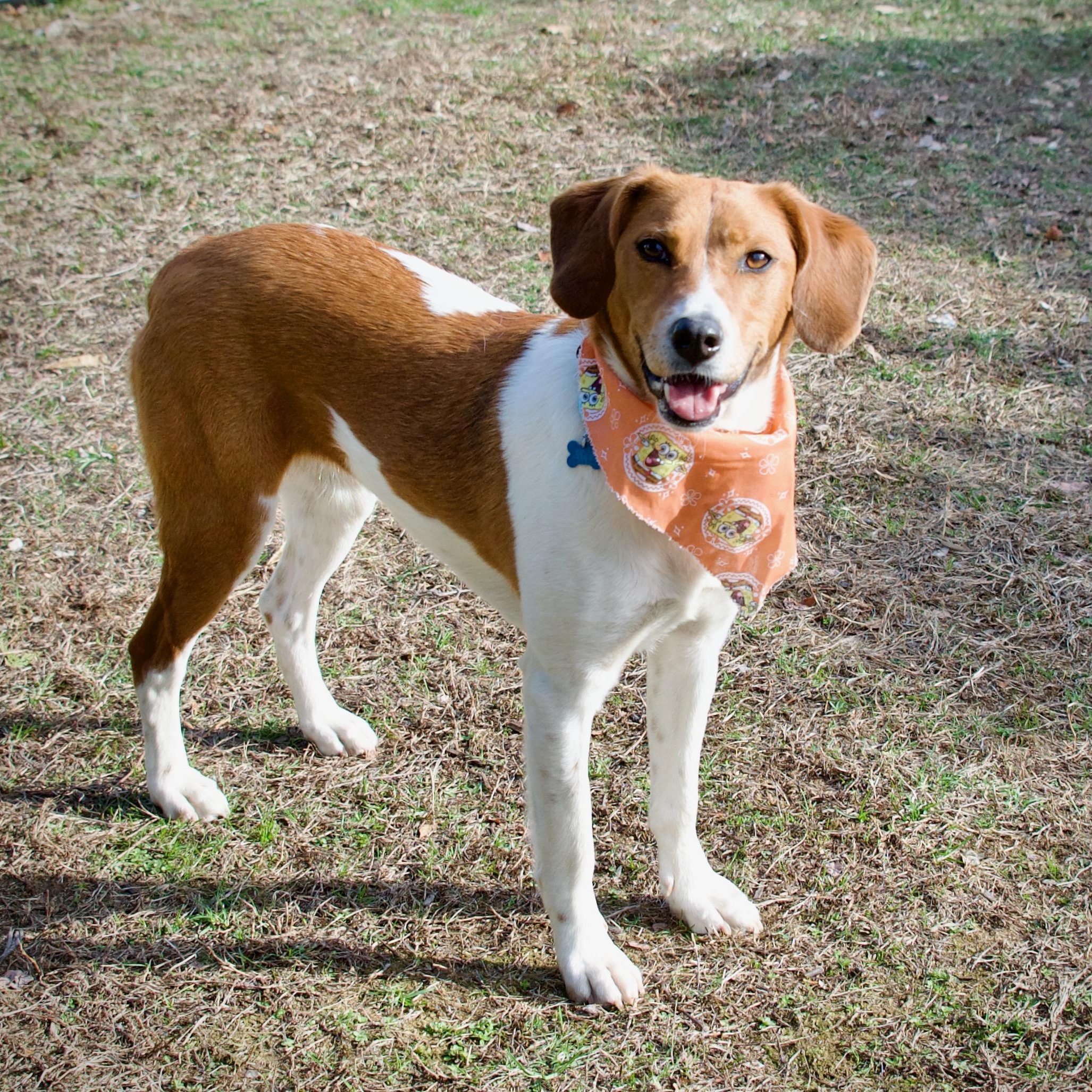 Enlarge Candice, a Adoptable mixed breed in Hopkinton, MA image 2/6
