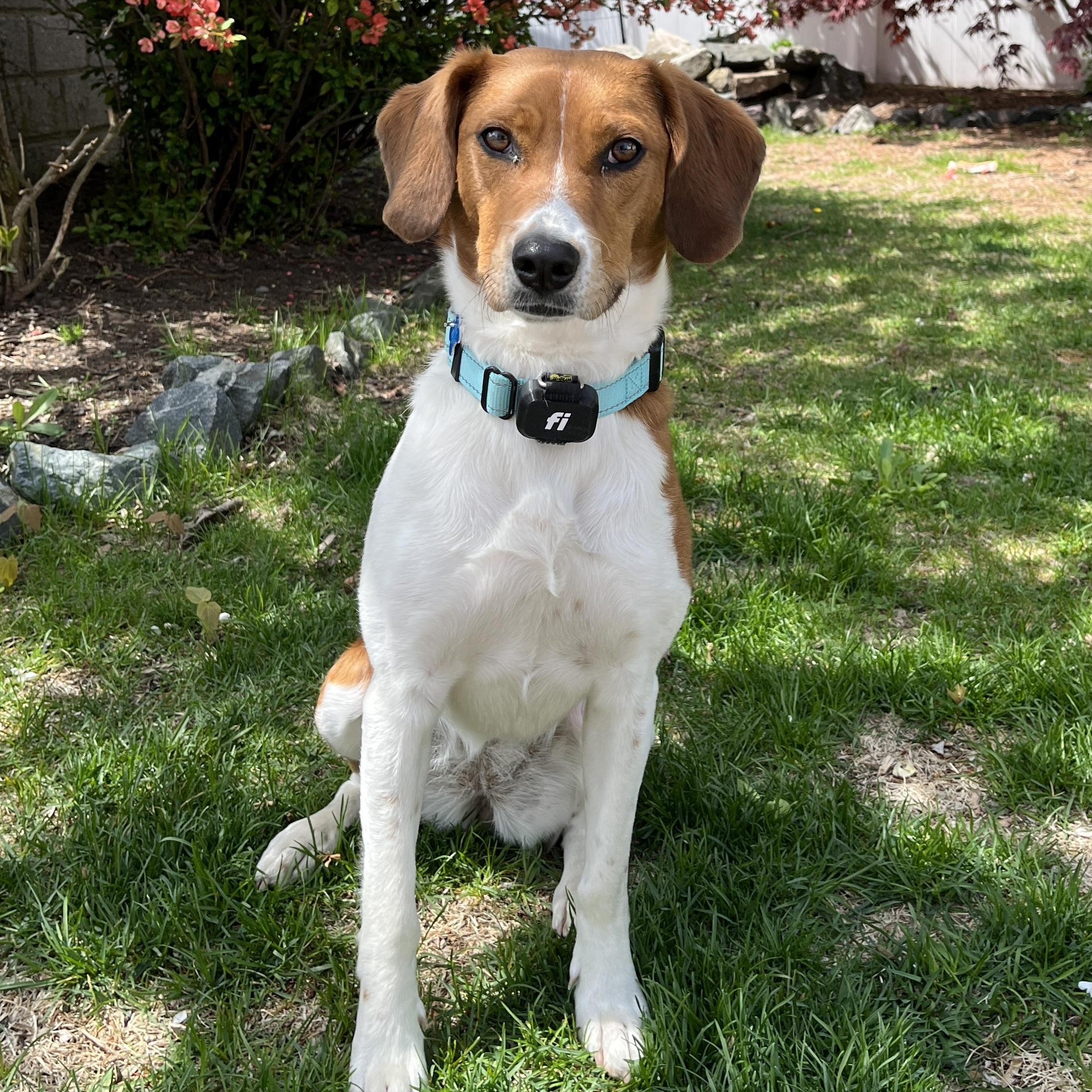 Candice, a Adoptable mixed breed in Hopkinton, MA image 1/6