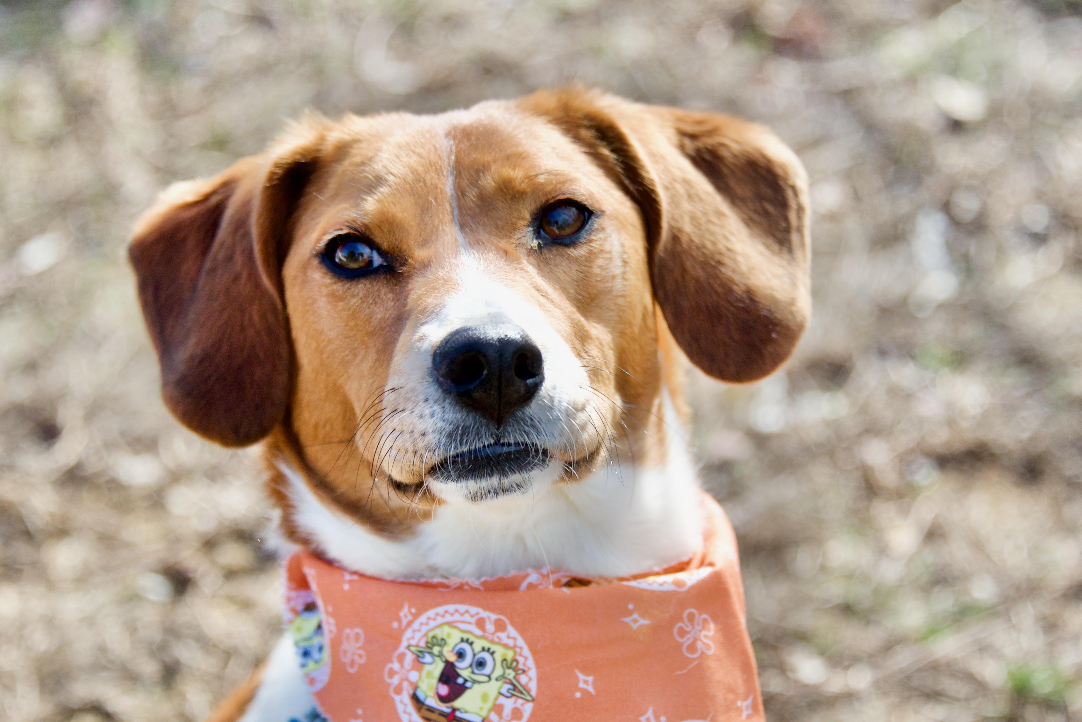 Enlarge Candice, a Adoptable mixed breed in Hopkinton, MA image 6/6