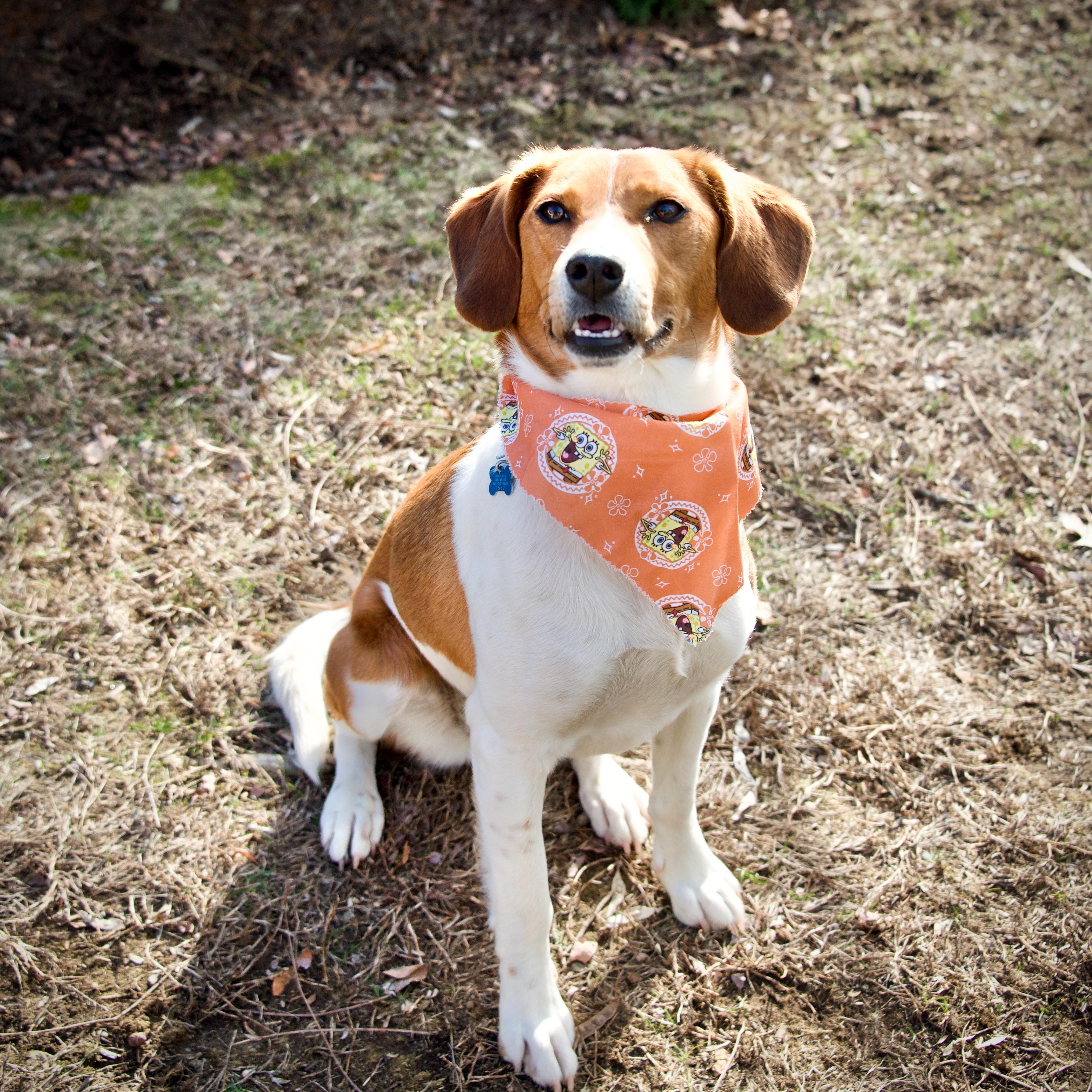 Candice, Adoptable, Young Female Mixed Breed.