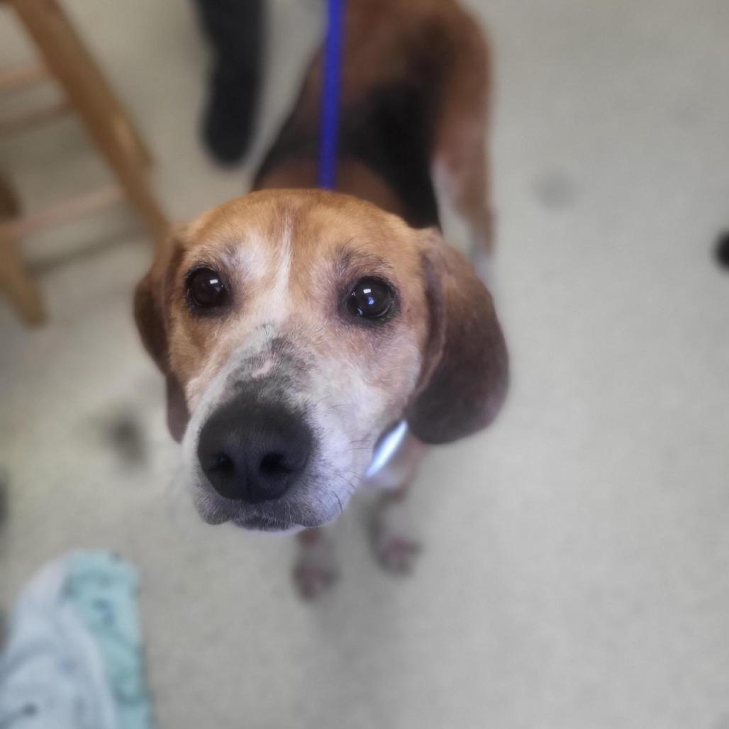 Biscuit, Adoptable, Adult Male Hound.